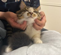 「撫でられて気持ちよさそうにするほたて」（提供：ほたてくんさん）