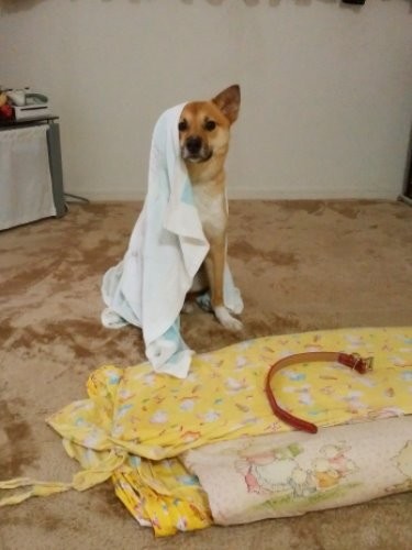 雨の日に散歩してはしゃいだ後に（2016年5月）