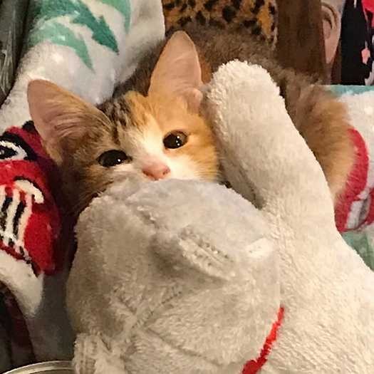 バス通りの真ん中ですくんでいた子猫