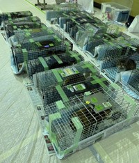 ビルに住み着いた36匹の猫を一斉手術を行うため、捕獲（にゃんともさん提供）