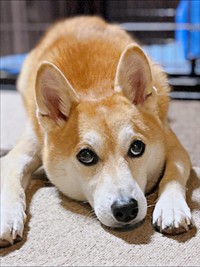 上目遣いがキュートな虎徹さん（画像提供：柴犬 虎徹さん）