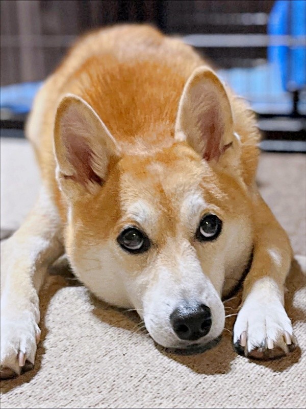 上目遣いがキュートな虎徹さん（画像提供：柴犬 虎徹さん）