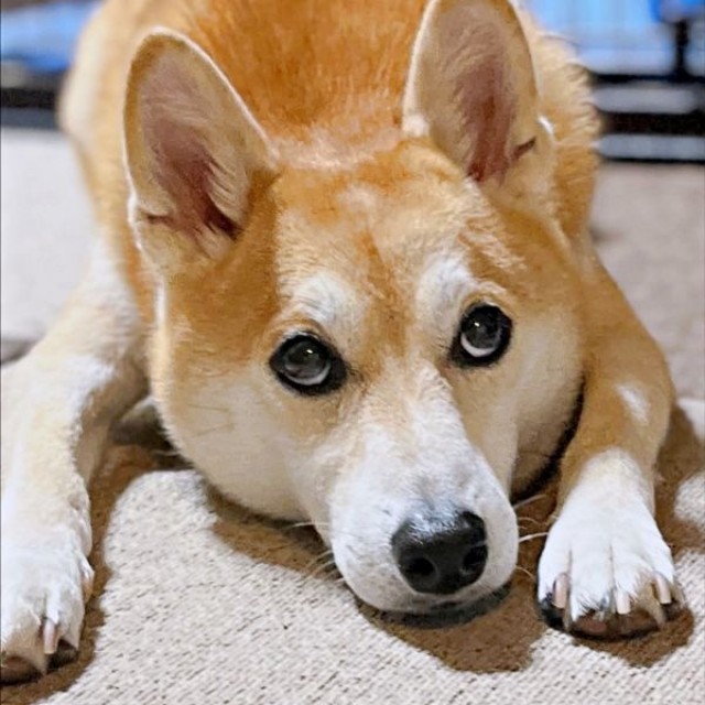 上目遣いがキュートな虎徹さん（画像提供：柴犬 虎徹さん）
