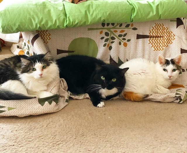 他の猫と一緒にいるのは好きではないが、珍しいことも