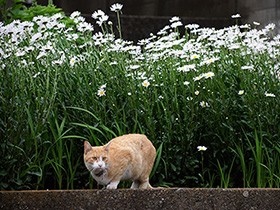 スーパーの空き地で出会った野良猫　「あのこ」なの？（２）