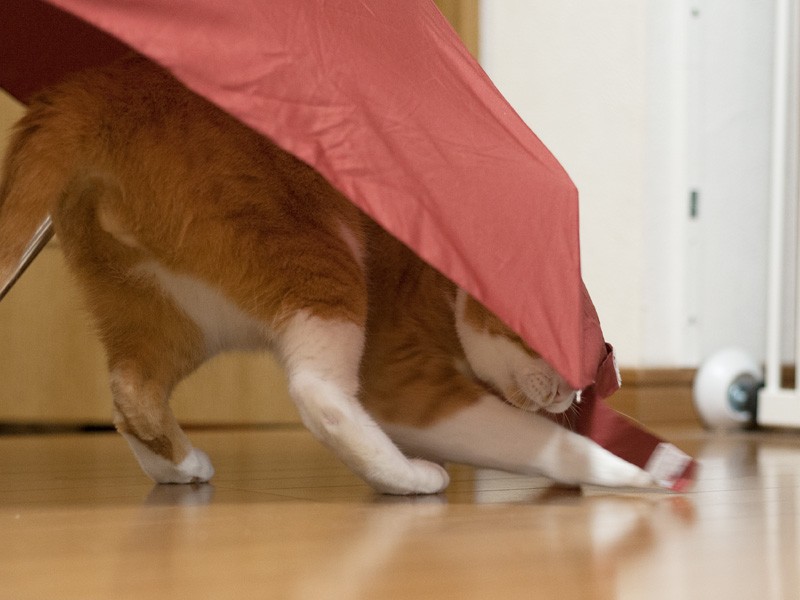 「こっちにはトカゲが！」（小林写函撮影）