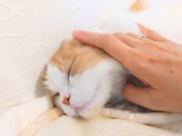 最期まで愛されて天国へ