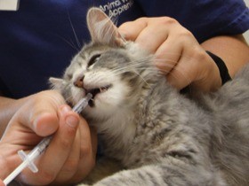 虐待を受けた子どもが職業訓練　保護犬猫をケアして自立へ