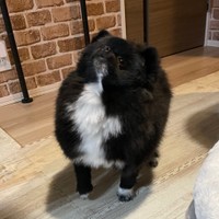 おやつをもらうときに少し上を向く可愛らしいくつしたちゃん（提供：ノア＆くつした【ぼくらはポメラニアン】さん）