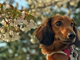 お散歩中きれいな桜みつけたよ　ミニチュアダックスの「ファン」