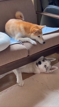 チラ…ッ（画像提供：深山さん ※動画よりキャプチャ）