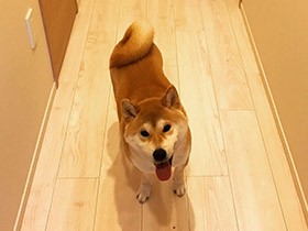 好きなおもちゃはパパのアキレス腱!? 散歩待ちの柴「いなり」