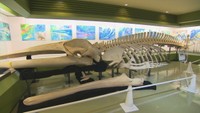 ニタリクジラの全身骨格標本　12月3日まで倉敷市の自然史博物館で展示