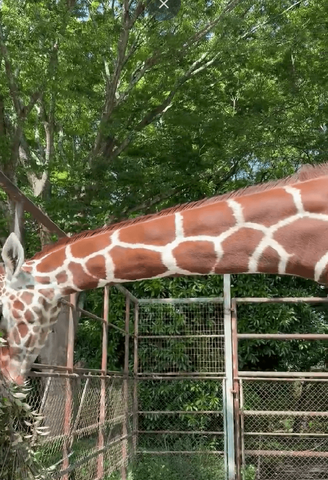 よく見ると食べたものが胃まで移動するのがわかります