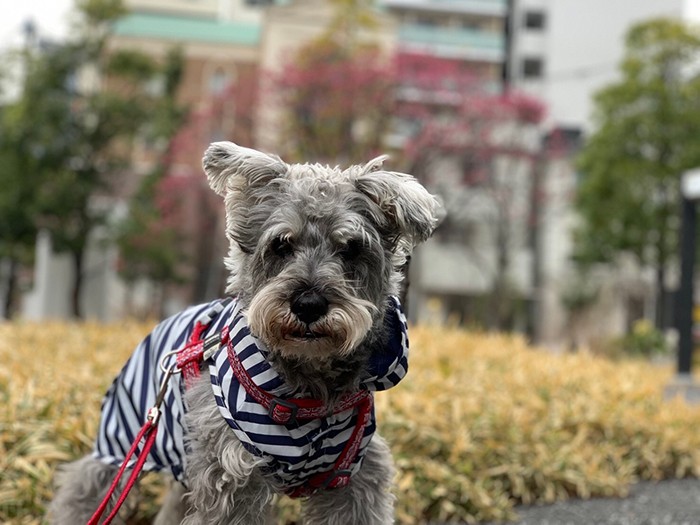 睦深さんのお母様からのプレゼントのレインコートを着て散歩。雨の散歩は大キライなハッピーくんでしたが、このレインコートはお気に入りだったそう。このレインコートはその後、保護犬さんに譲ったとのこと（睦深さん提供）