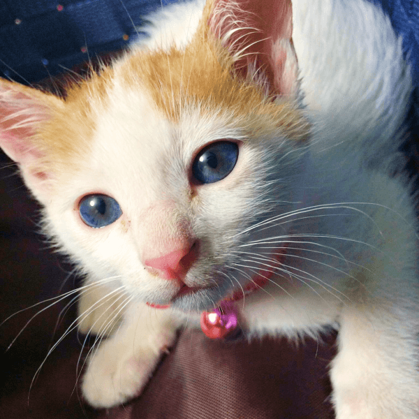 お家での暮らしにどんどん慣れていったむぎちゃん（画像提供：むぎさん）