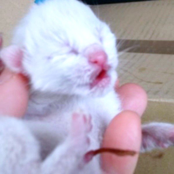 生後まもないシンちゃん（画像提供：バニラさん）