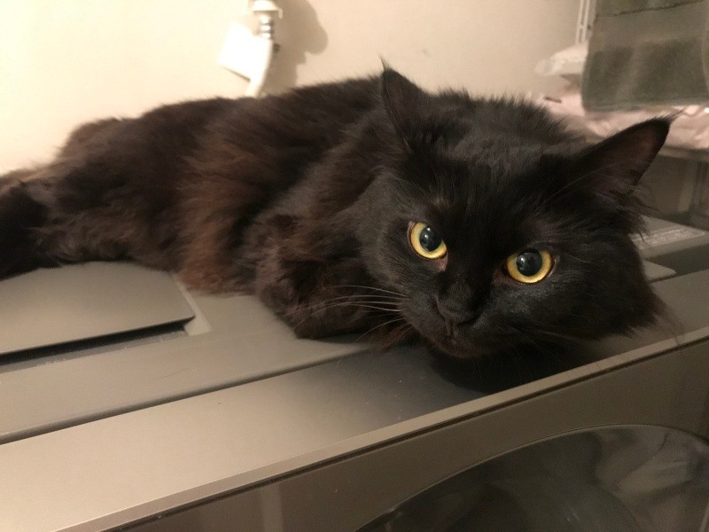 ２年前に迎えたミュラーは女王様タイプ。見るからに優雅（典佳さん提供）