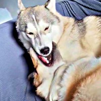 兄・グレイくん（上）、妹・ラルフちゃん（下）の激しいじゃれあいがスタート！（画像提供：グレイ ラルフさん）