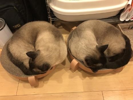 シンメトリー兄弟