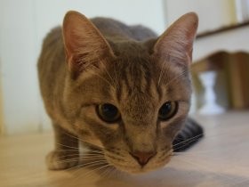 猫を保護すれば、それだけ資金が必要　保護団体の苦労と工夫