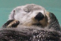 ちょっとお眠な様子のキラちゃん（ララさんのXより）