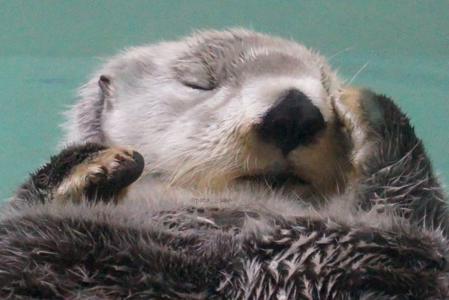 ちょっとお眠な様子のキラちゃん（ララさんのXより）