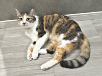 三毛柄が美しいネネちゃん（画像提供：パステル三毛猫_ネネさん）