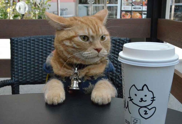 カフェでは行儀よく一休みする（滋賀県草津市）
