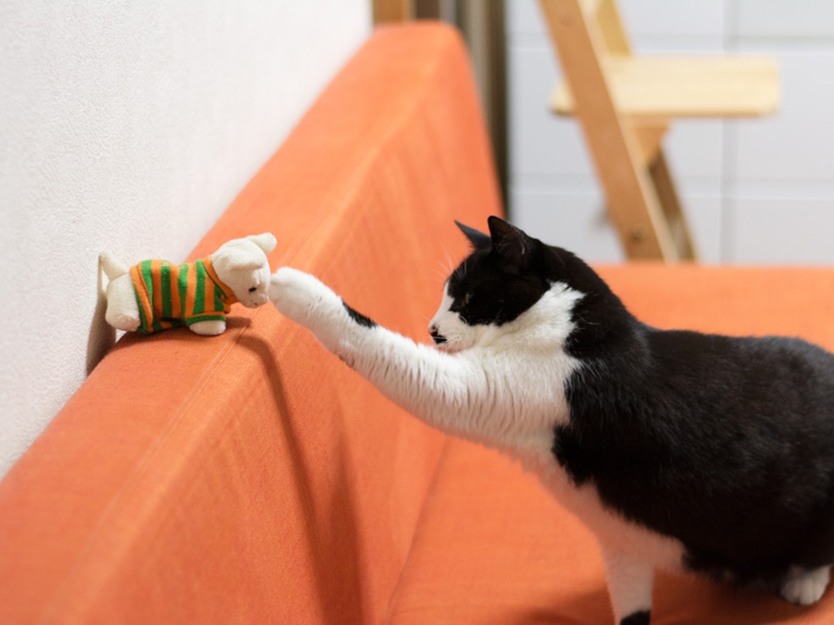 回復した元野良猫「ぽんた」 スポンジ拾いは健康のバロメーター（26