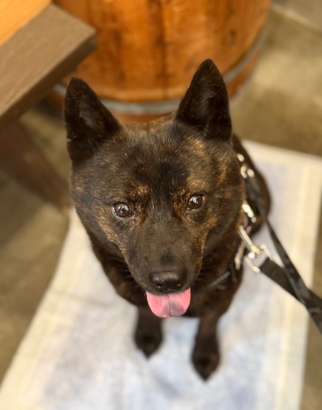 実は甘えん坊だという黒虎くん（画像提供：甲斐犬 黒虎さん）