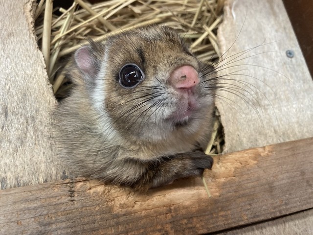 人工飼育されたこともあり、サムくんは人懐っこい性格なんだとか（画像提供：茶臼山動物園）