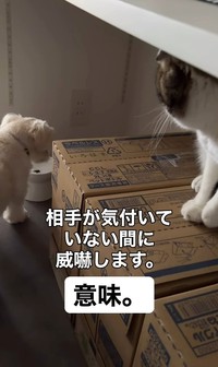 こた兄に威嚇されているのを気付いていないマルちゃん（「こたとつーちゃんと時々おたま」さん提供、Instagramよりキャプチャ撮影）