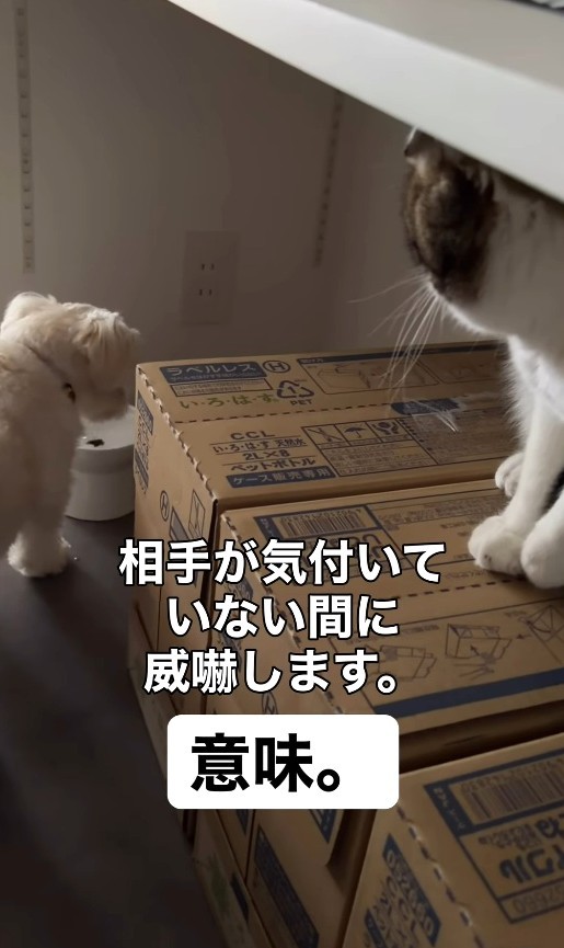 こた兄に威嚇されているのを気付いていないマルちゃん（「こたとつーちゃんと時々おたま」さん提供、Instagramよりキャプチャ撮影）