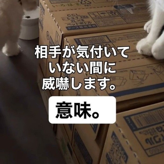 こた兄に威嚇されているのを気付いていないマルちゃん（「こたとつーちゃんと時々おたま」さん提供、Instagramよりキャプチャ撮影）