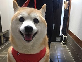 大好きなお散歩帰りでビッグスマイル！　14歳の豆柴「レオ」