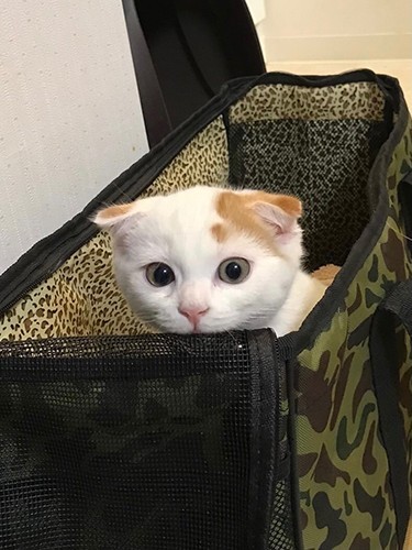 家に来たころの「カイザー」