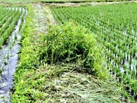 草刈りを終えたはずの場所に一部、未着手の場所がーー（画像提供：パフまりこ たぬき社:稲作本店さん）