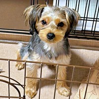 生後6カ月の頃のクゥちゃん。2歳になった現在、驚きの変化がーー（画像提供：藤井光夫さん）