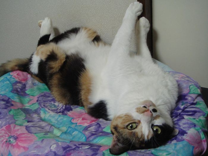 経理担当の鈴木さんが２０年以上過ごしたミー。慶弔制度で休みをとって「心が落ち着いた」という（マース担当）