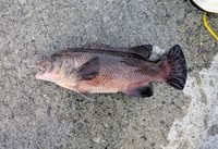 この日キーさんが釣り上げたもう1匹は45cmサイズのメスのコブダイ（画像提供：キーさん）