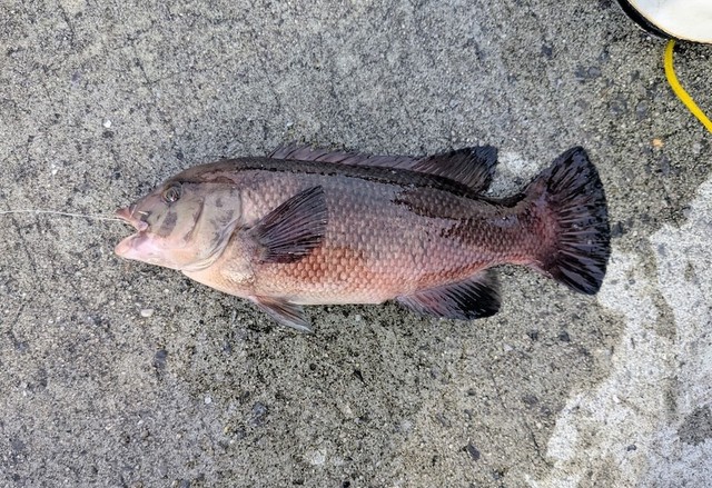 この日キーさんが釣り上げたもう1匹は45cmサイズのメスのコブダイ（画像提供：キーさん）