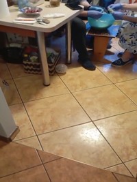 部屋中を自由に走り回るハムスター（いずれも提供写真）