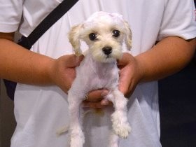 白い子犬とお散歩、若い男女　駅前広場で夜１０時過ぎ