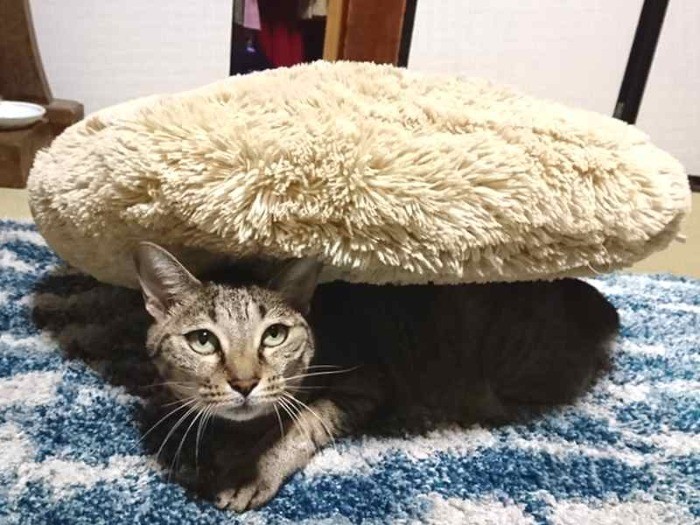 これでも隠れているつもり