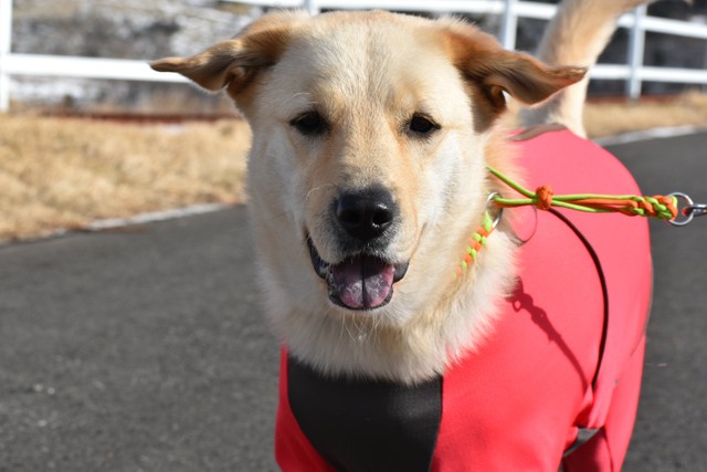 普段の笑顔はステキなんです♡（現在は過保護犬クーの日常さん提供）