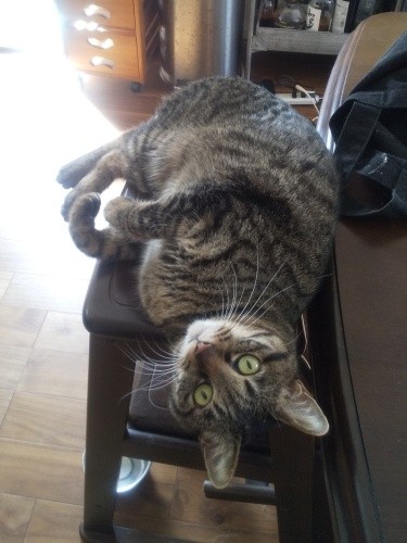 ベルの「怖い怖いスイッチ」は何がきっかけでオン／オフするのか不明です。このときは踏み台の上で突然の「オフ」。「母上～♪ベルだよ。なでて♪」　そんな狭いところでぐねぐねするのやめなさい。落ちるから！