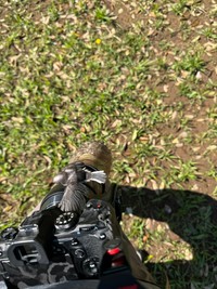 カメラの上で羽を広げてくつろぐエナガ（提供：daffy@お散歩探鳥&遠征探鳥♪さん）