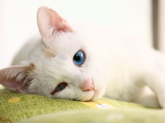 甘えた表情をすることも