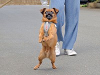 1歳ころから二足歩行をはじめたビノくん（画像提供：ルンタとビノさん）